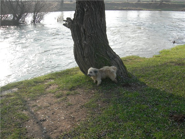 arčilend